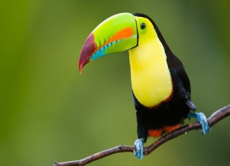 Rainforest Toucans watching Tour Costa Rica